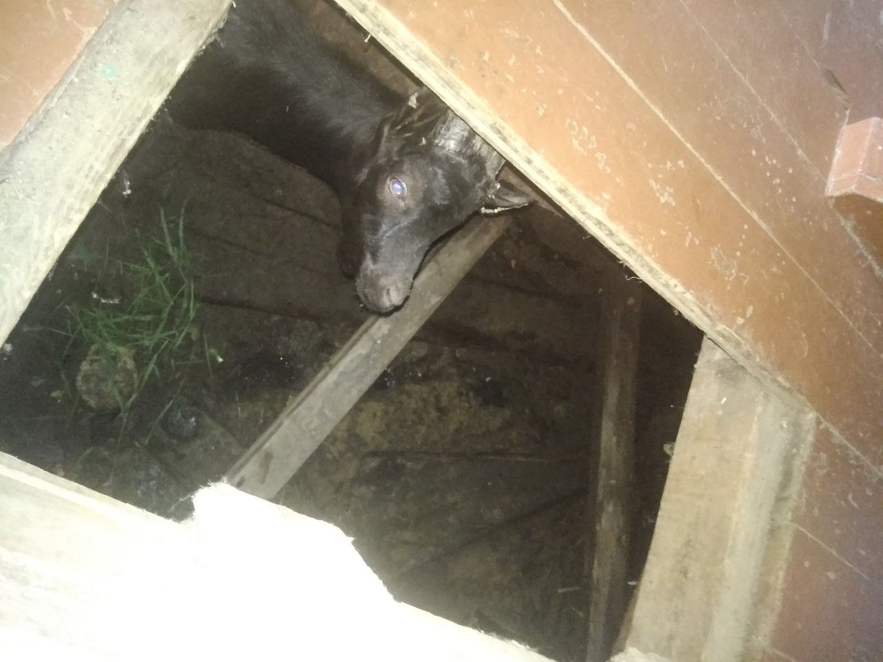 В Коми спасли козу провалившуюся в подполье