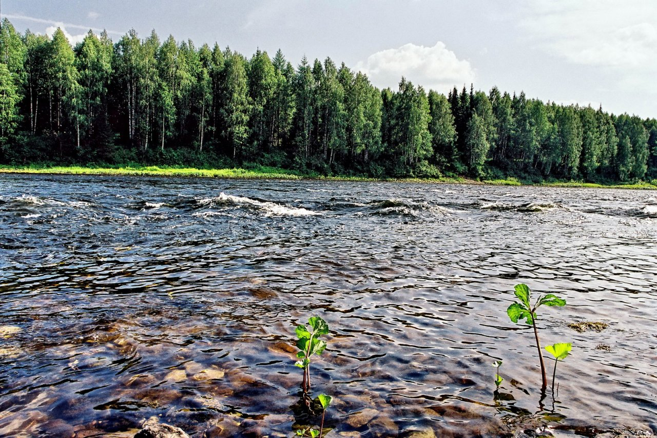 В Коми появились границы у 24 охраняемых природных территорий