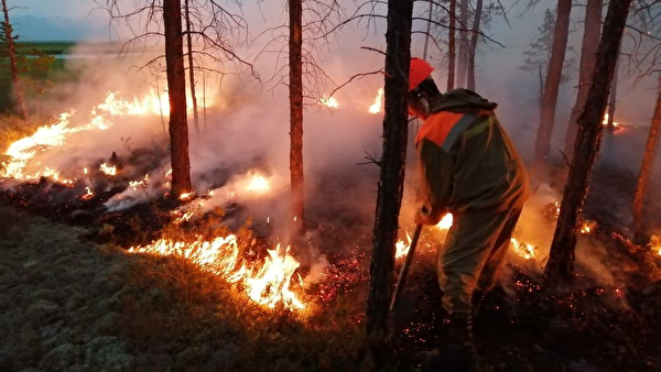 В Коми за сутки произошло пять лесных пожаров