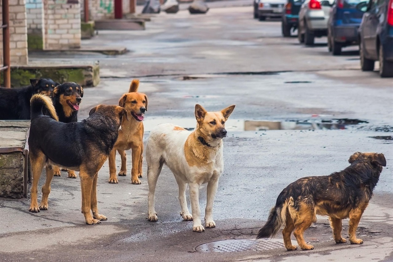 В Сосногорске некому отлавливать бездомных животных