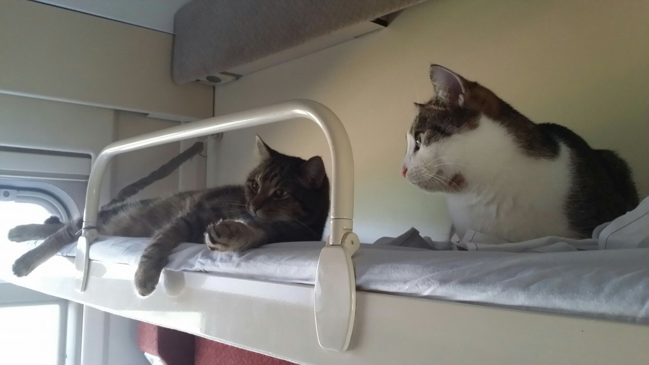 "Большое кошачье путешествие": как семья из Сосногорска поехала на море с тремя кошками