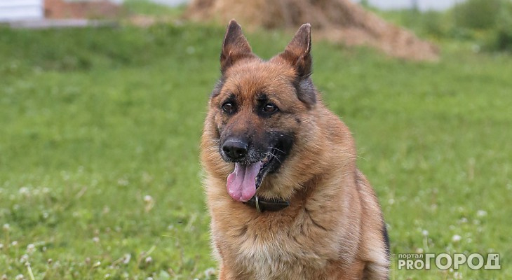В Ухте за последние дни пострадали сразу несколько бродячих собак