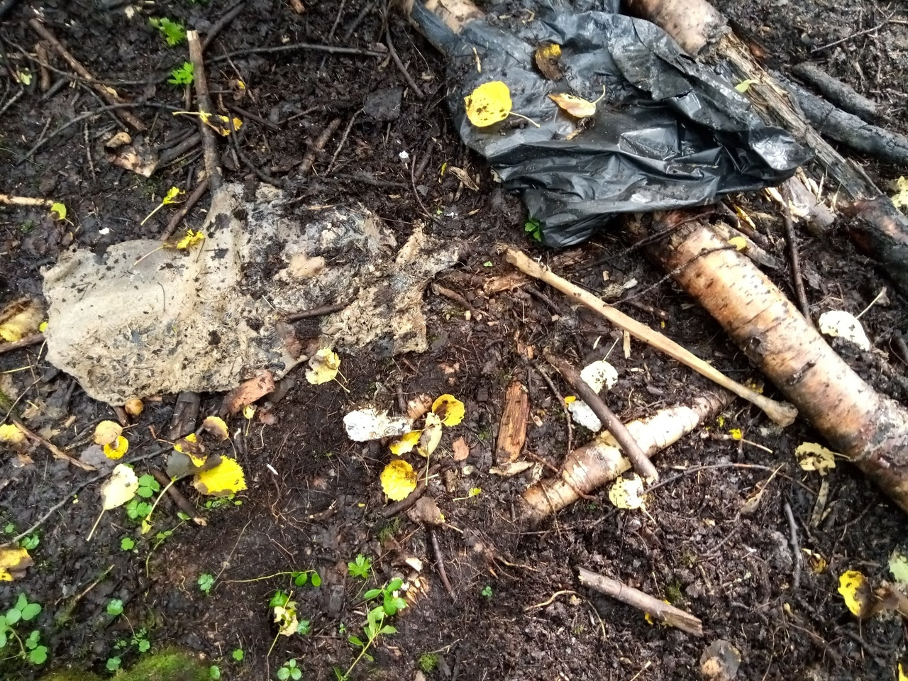 В Ухте волонтеры обнаружили человеческие останки