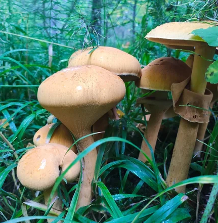 "Смотреть можно, а кушать нет": "Золотой гриб" атаковал леса Коми