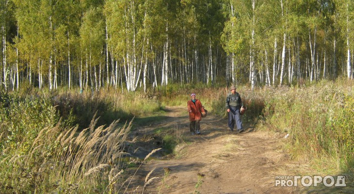 Стала известна судьба грибников из Сосногорского района, которые встретили в лесу медведя