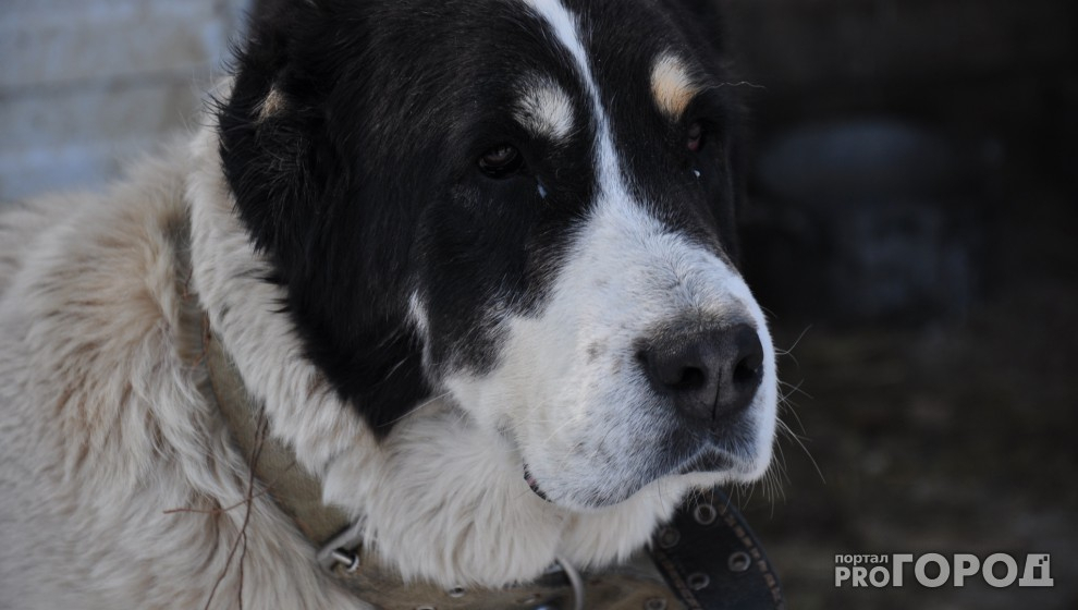 Депутаты Нижнего Одеса запретят запретят собакам "гадить" в общественных местах
