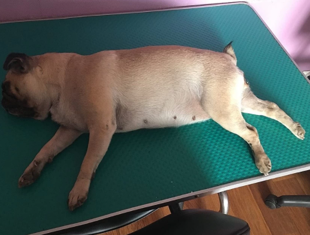 "Мопс отлетел на три метра от удара": в Коми собака спасла хозяйку от ДТП
