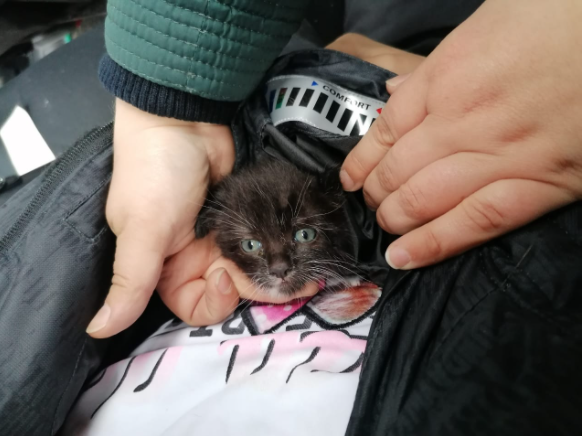 Житель Коми разобрал автомобиль на запчасти, чтобы вытащить застрявшего котенка