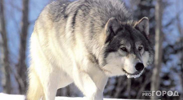 В Сыктывдинском районе охотники подстрелили волка