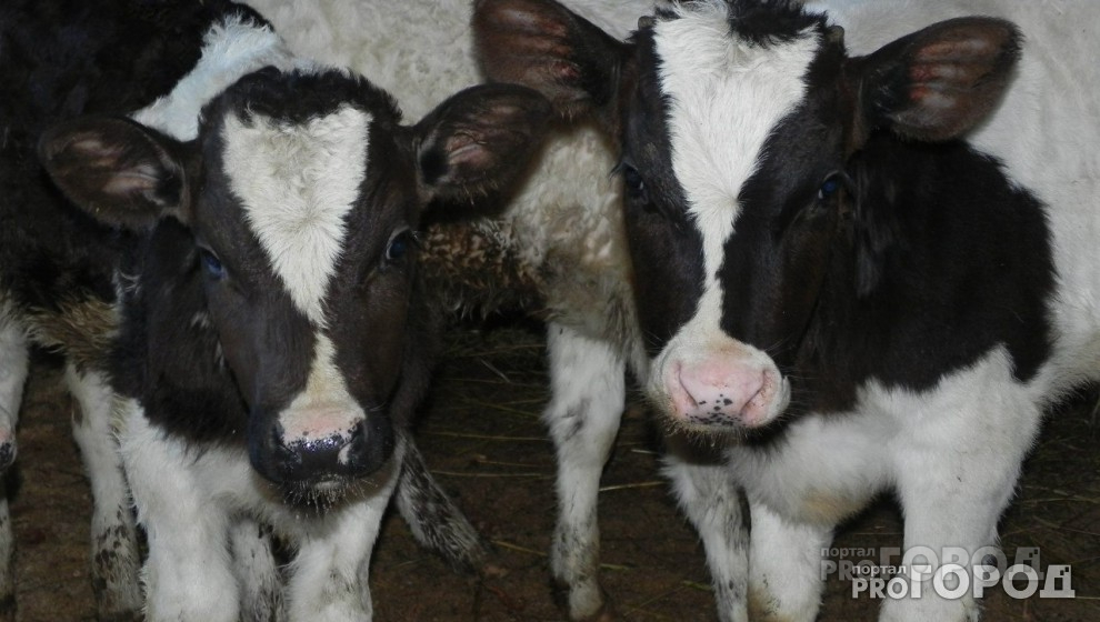 В Коми корова шесть дней пробыла в торфяной яме