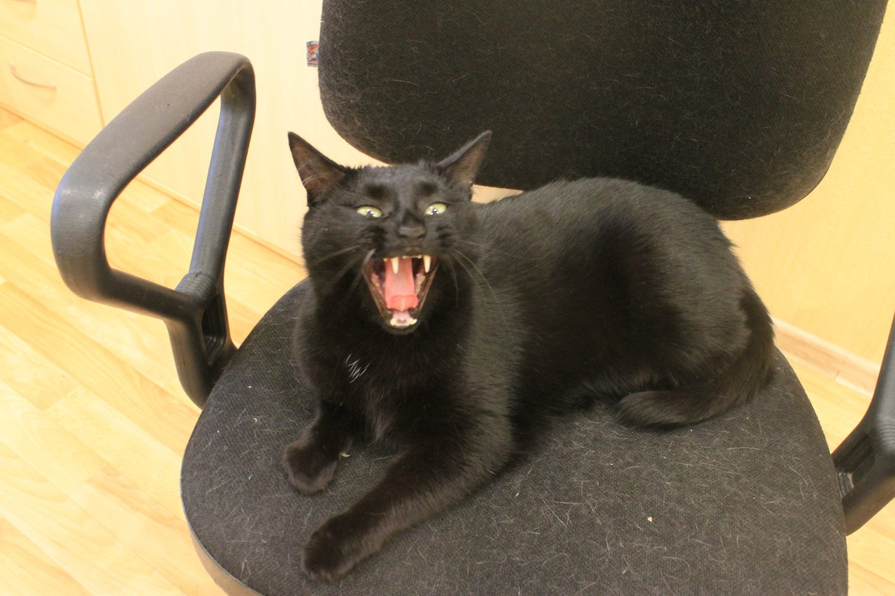 В Ухте черных кошек спасут от ритуальных обрядов на Хэллоуин