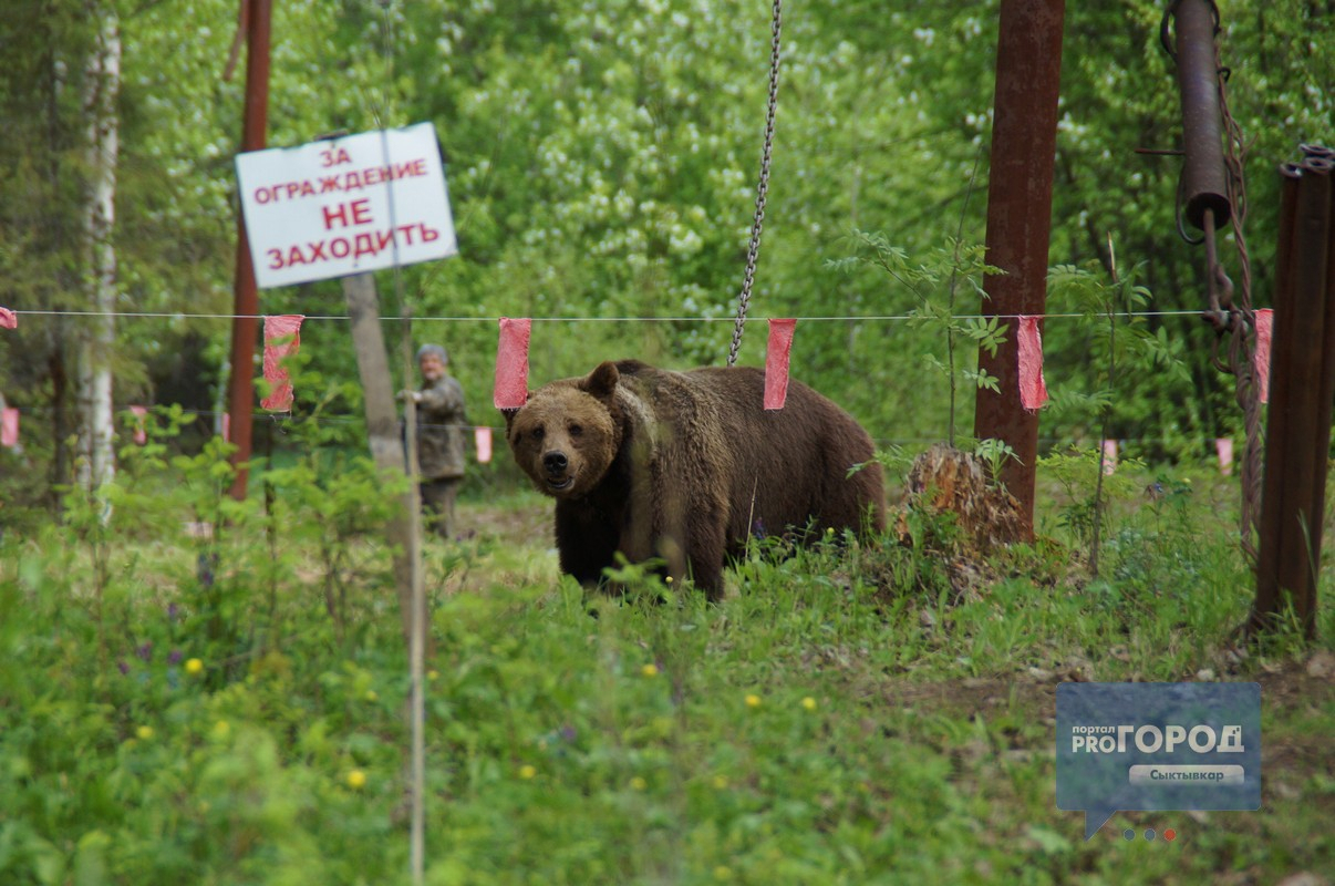 В Коми отстрелят двух агрессивных медведей