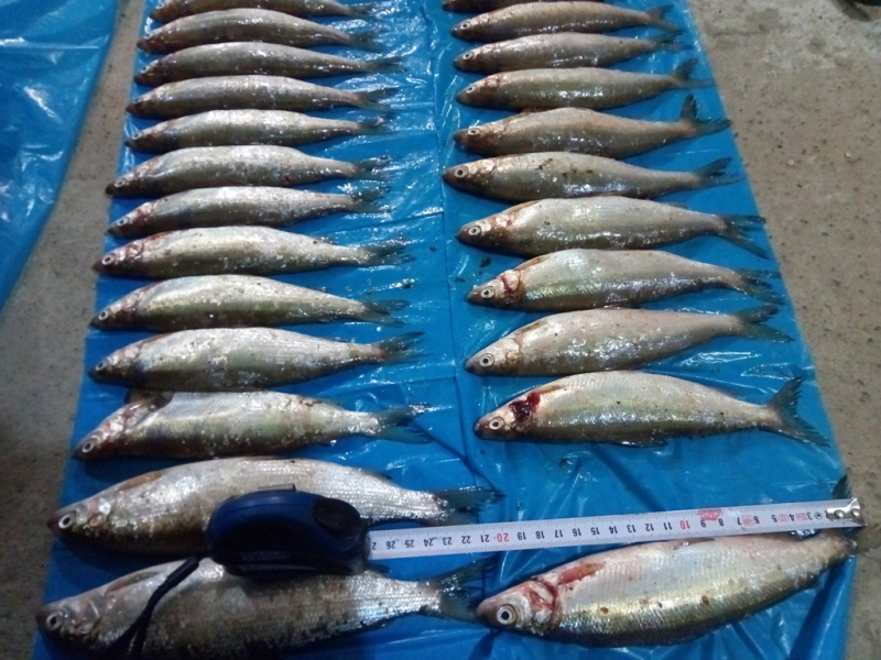 Незаконный улов: в Коми поймали двух браконьеров