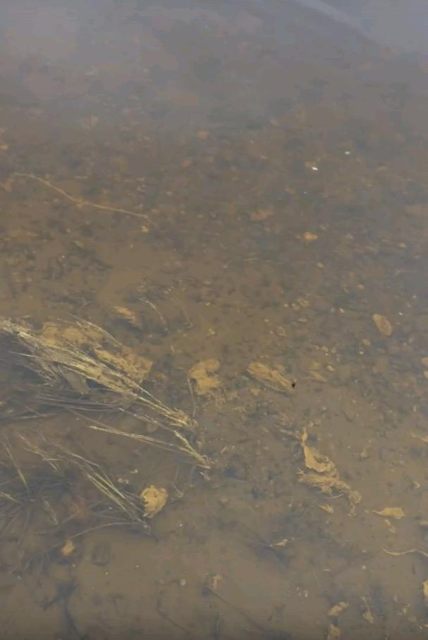 Загрязнения продолжаются: в реке Вычегда нашли комки токсичной субстанции