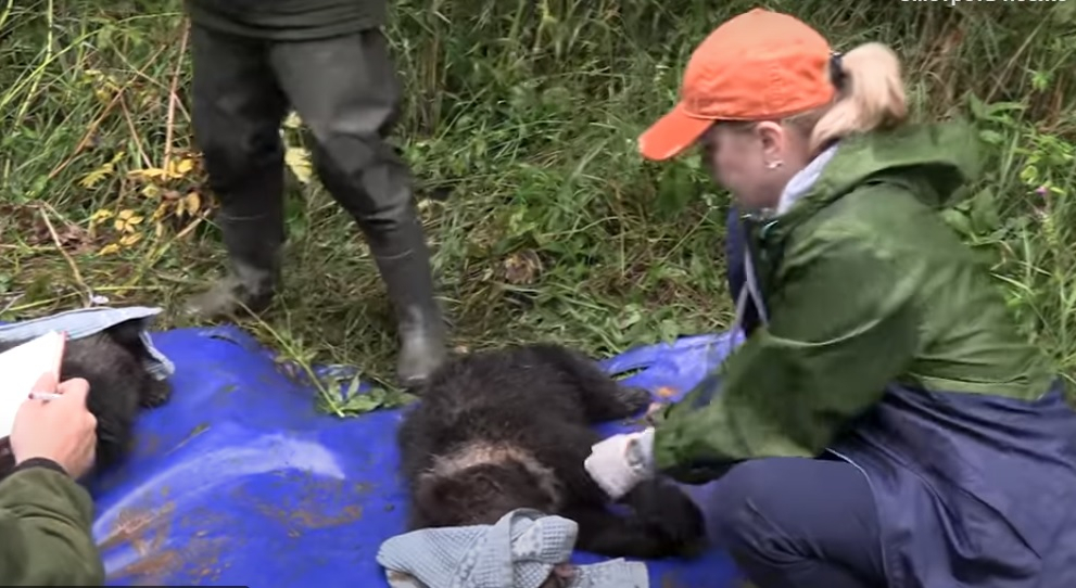 Найденная в Коми медведица Пужа останется на зиму в приюте Твери