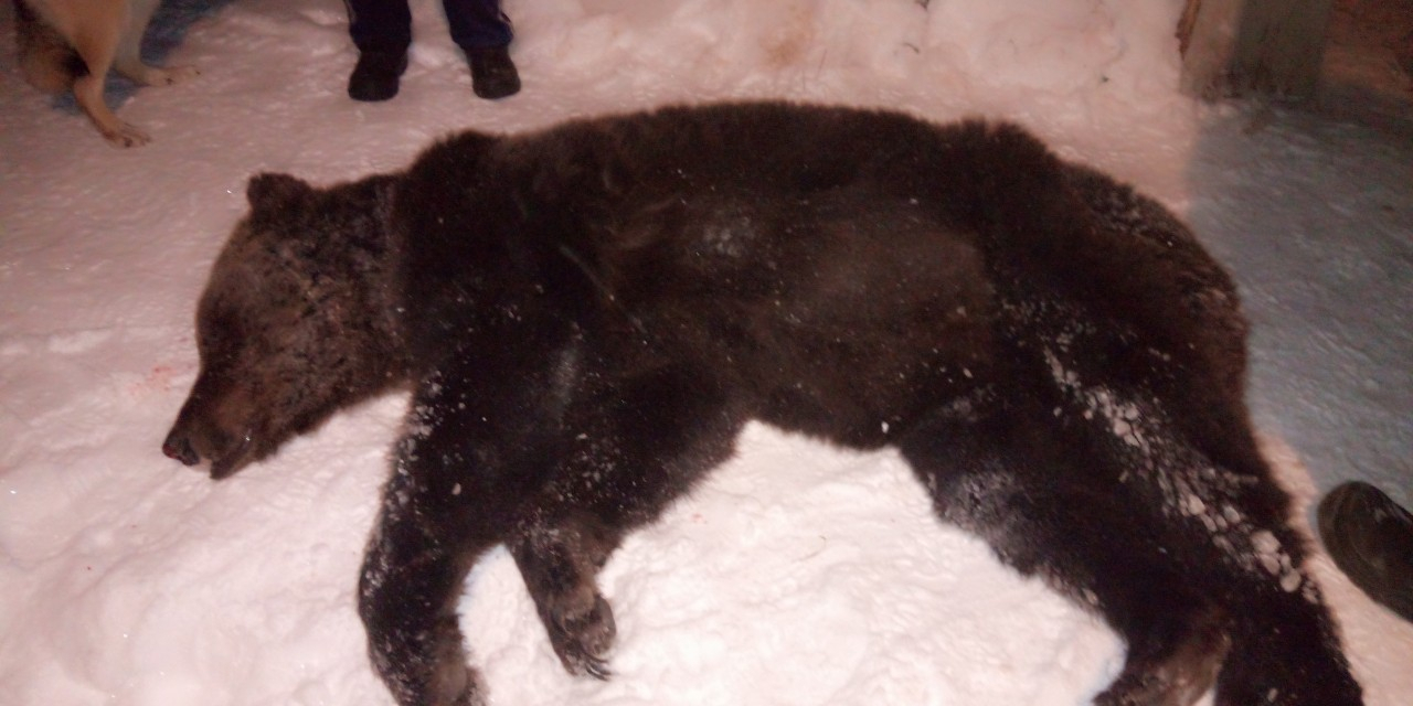 Медведя, раскопавшего могилу в Ухте, отстрелили