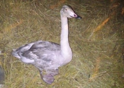 В Коми женщина приютила потерявшегося лебедя