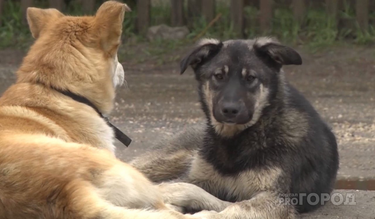 В Ухте увеличилось количество бродячих собак: жители готовят петицию