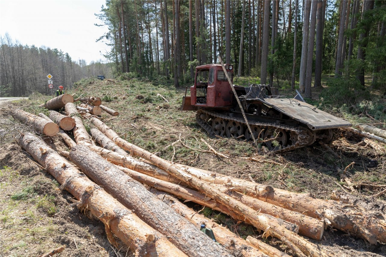 В Коми снизят ставки купли-продажи лесных насаждений для собственных нужд населения
