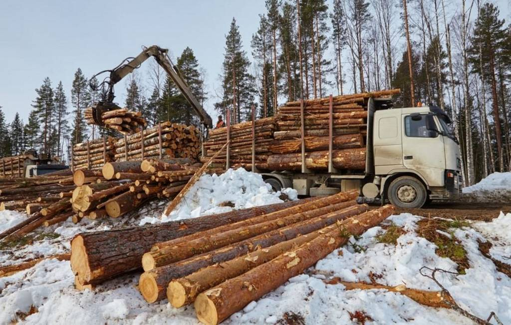 В Коми планируется уничтожать незаконно добытую древесину