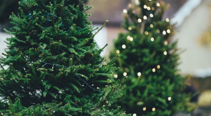 В Коми утвердили цены на новогодние елки