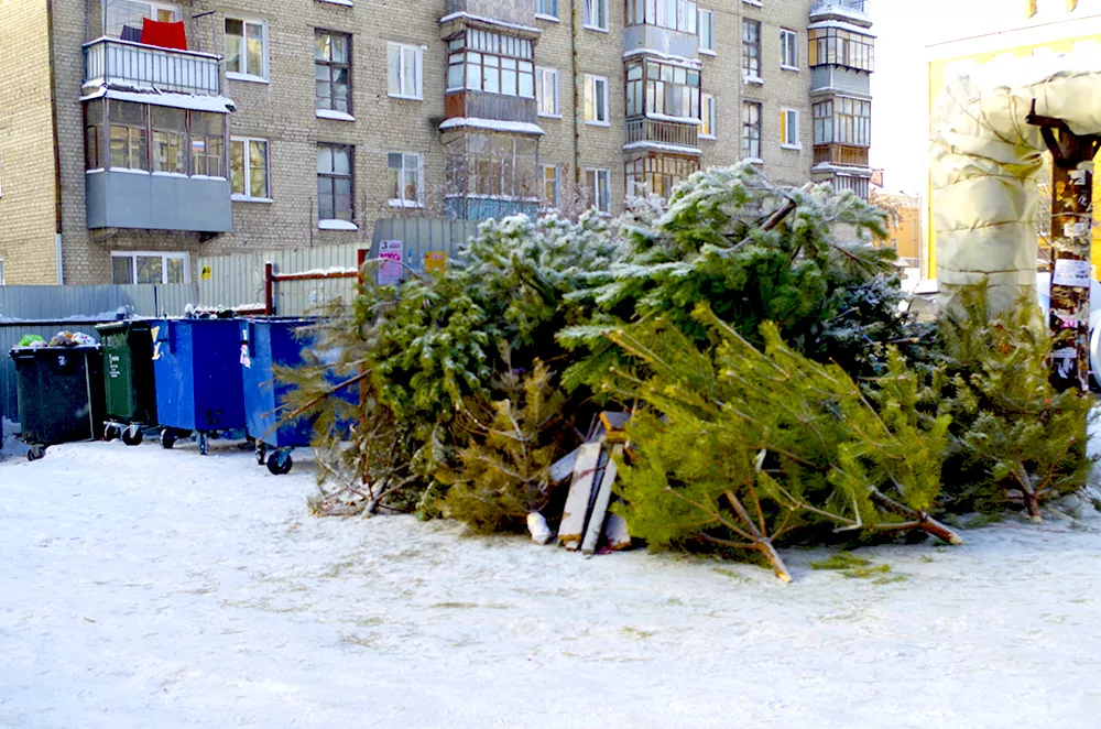 Фото к статье: Новогодние елки в Ухте могут получить вторую жизнь в приюте для собак