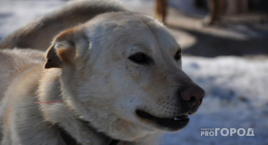 В Сосногорске средь белого дня на мужчину напала стая собак