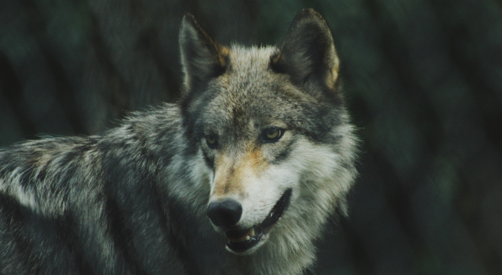 Новые правила охоты: волчатникам Коми разрешили использовать капканы и петли