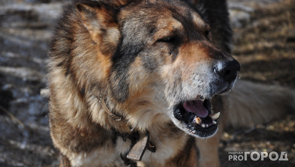 Собаки вновь атакуют: очередной случай нападения бродячих животных в Ухте