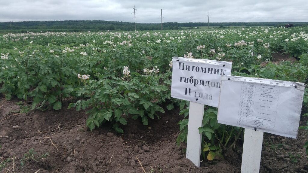 Ученые Коми отобрали сорта картофеля для выращивания на севере