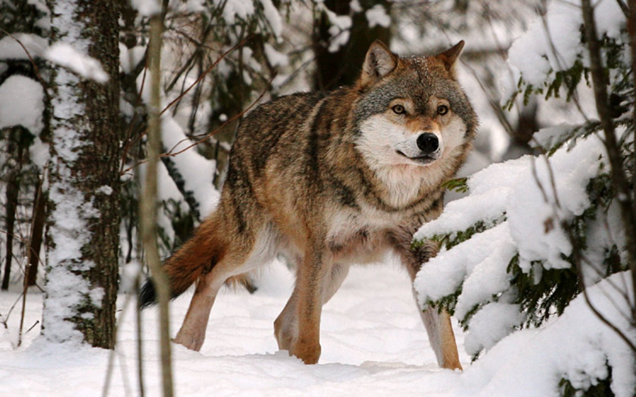 Охотники отстреляют более 30 волков в Ухтинском и Сосногорском районах