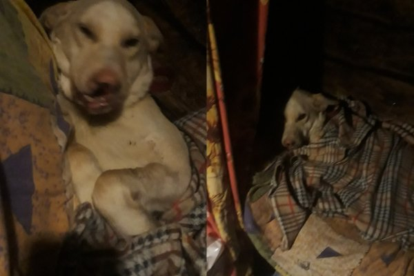 В Коми искалеченная собака оказалась никому не нужна