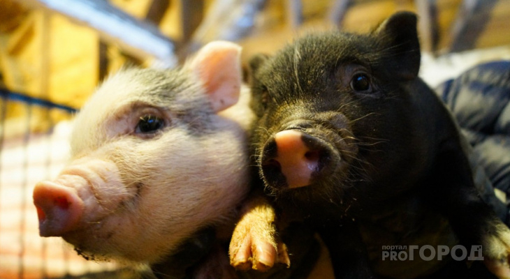Минсельхоз Коми призывает жителей отказаться от свинины