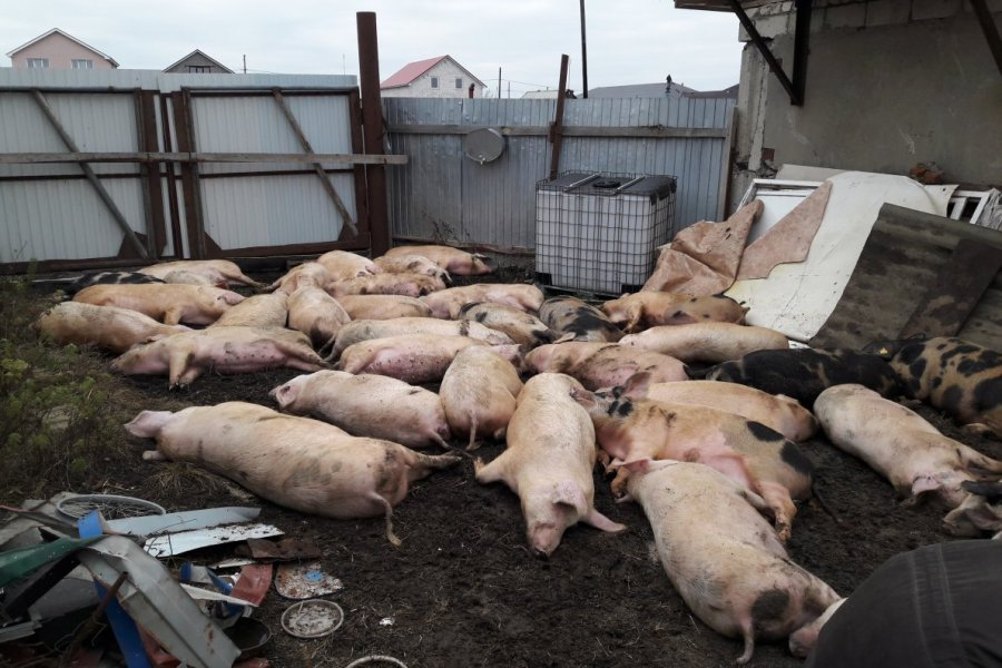 Власти Коми пытаются контролировать распространение африканской чумы свиней