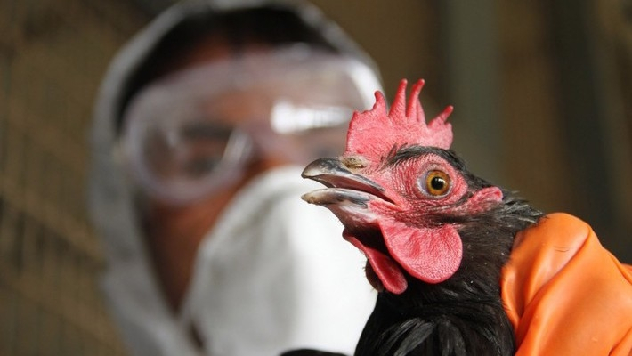 Новый штамм птичьего гриппа скоро мутирует и сможет передаваться от человека к человеку