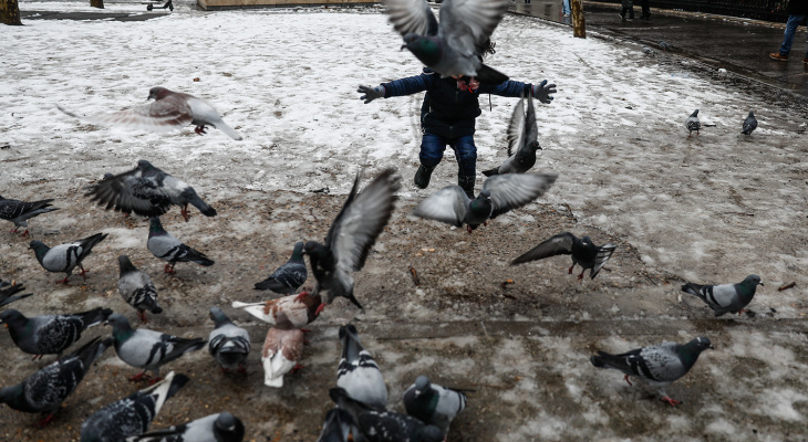 В России зарегистрировали первые в мире случаи заражения человека птичьим гриппом