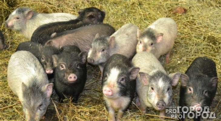 Владимир Уйба: "в Коми перестали изымать свиней после вспышки африканской чумы"