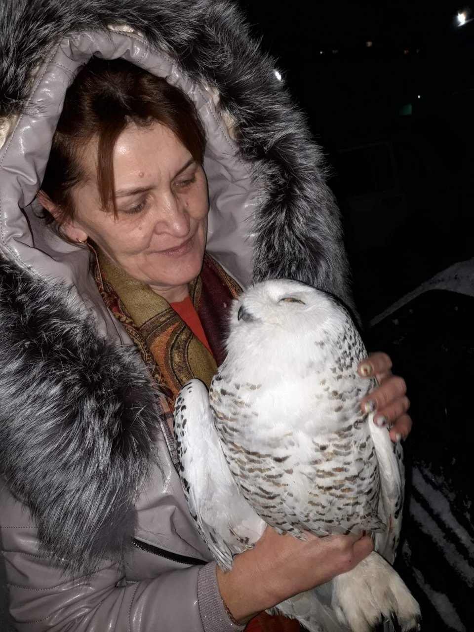 В Коми волонтеры спасают от истощения полярную сову