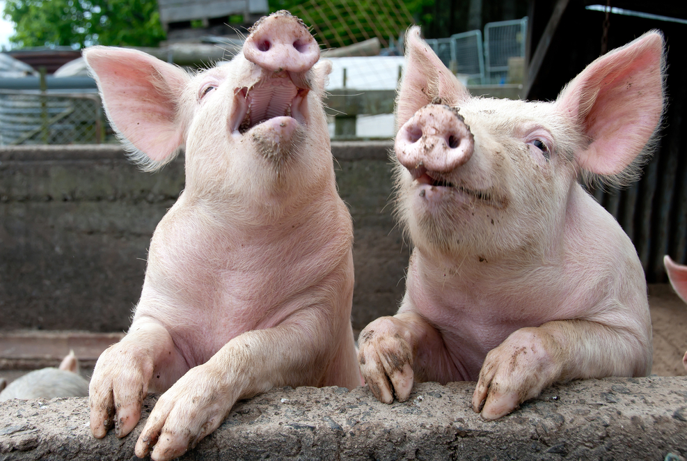 В Коми фермерам выплатят 5 миллионов рублей за изъятых свиней