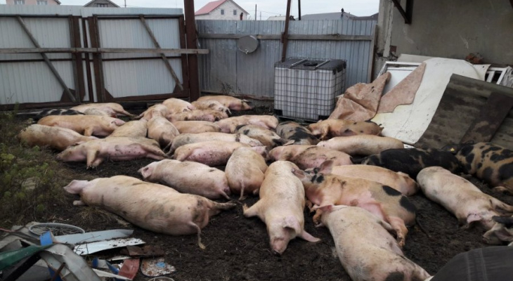 ЧП в республике. Выявлен новый очаг африканской чумы свиней