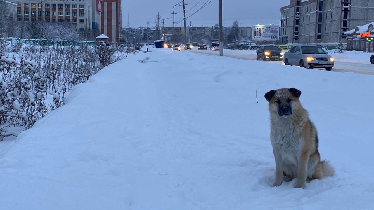 46 детей Ухты и 39 детей Сосногорска пострадали от укусов бездомных собак в 2020 году