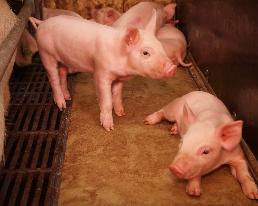 Минсельхоз Коми заплатил 5,7 миллионов за изъятую свинину