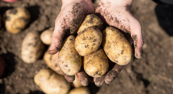 За выращивание картошки и овощей дачникам грозят новые штрафы