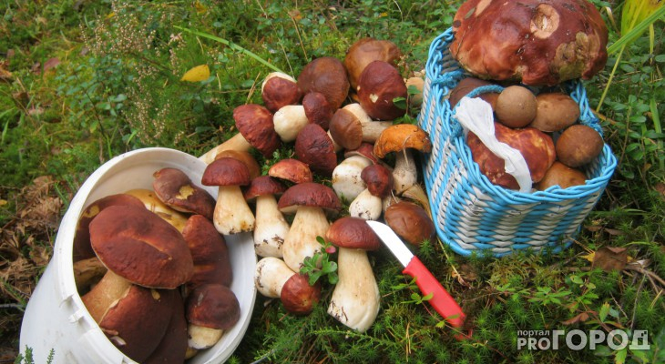 Россиянам объяснили правила сбора грибов, орехов и березового сока