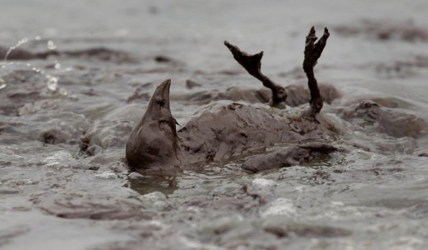 "Все животные погибнут!": в Коми обнаружен новый разлив нефти
