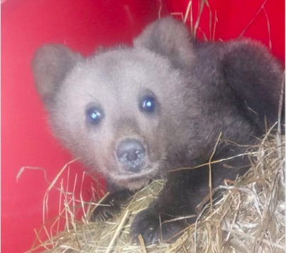 В Ухте неравнодушные жители борются за спасение медвежонка-сироты
