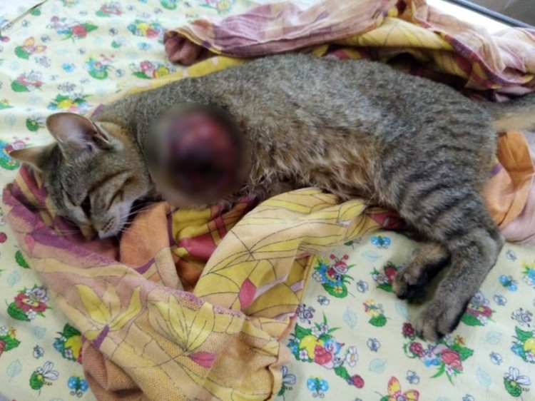 В Коми живодеры ради потехи отрубили лапу беззащитному котёнку