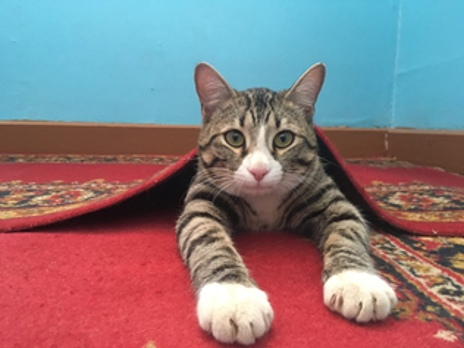 Музейный кот из Коми соревнуется за звание лучшего мяузейного кота в России