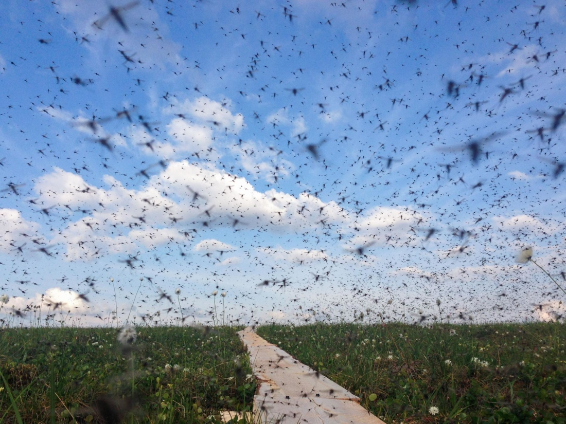 Погодные условия в Коми сведут численность комаров в этом году к минимуму
