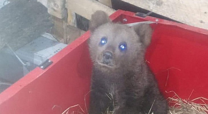 Найденный волонтерами медвежонок в Ухте отправится в Тверь